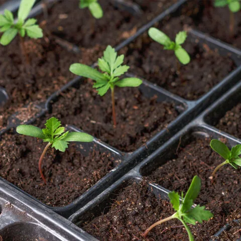 Dividing Perennials, Seed Saving & Autumn Sowing - September 19th 10am-12pm