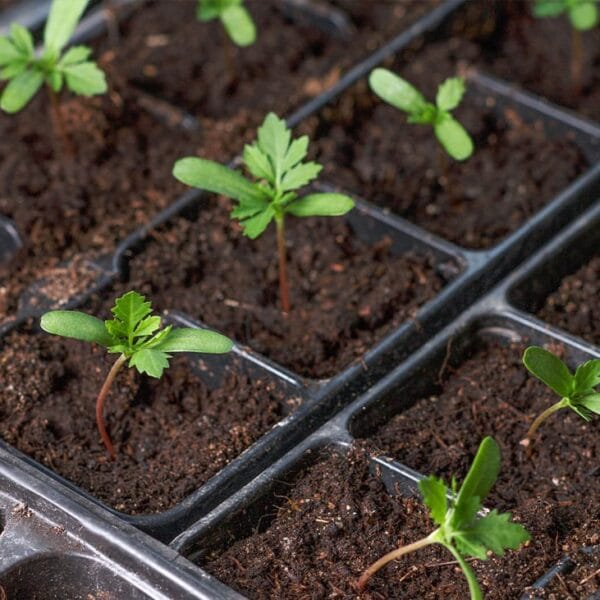 Dividing Perennials, Seed Saving & Autumn Sowing - September 19th 10am-12pm