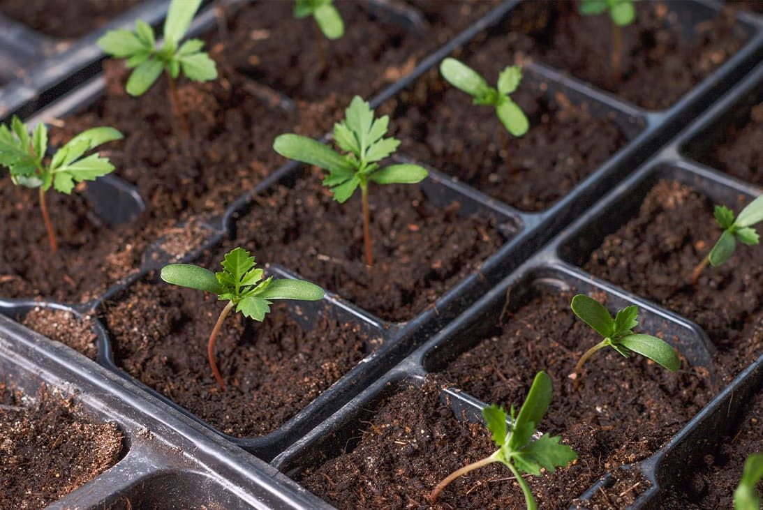 Dividing Perennials, Seed Saving & Autumn Sowing - September 19th 10am-12pm