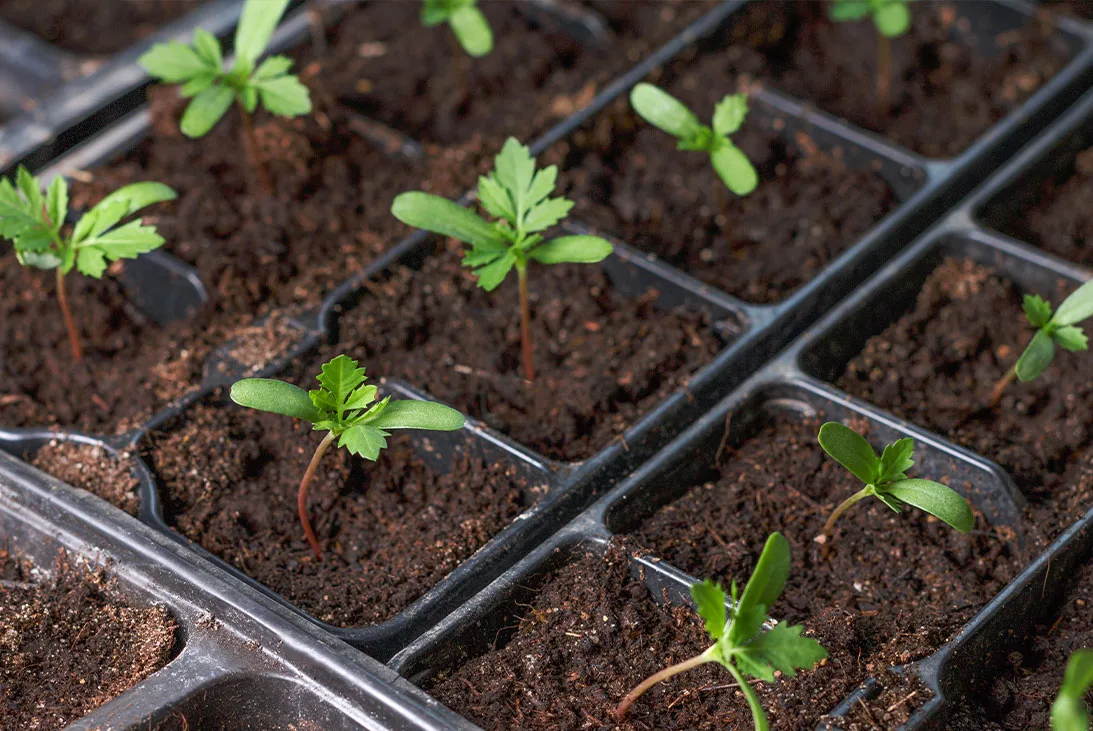 Dividing Perennials, Seed Saving & Autumn Sowing - September 19th 10am-12pm