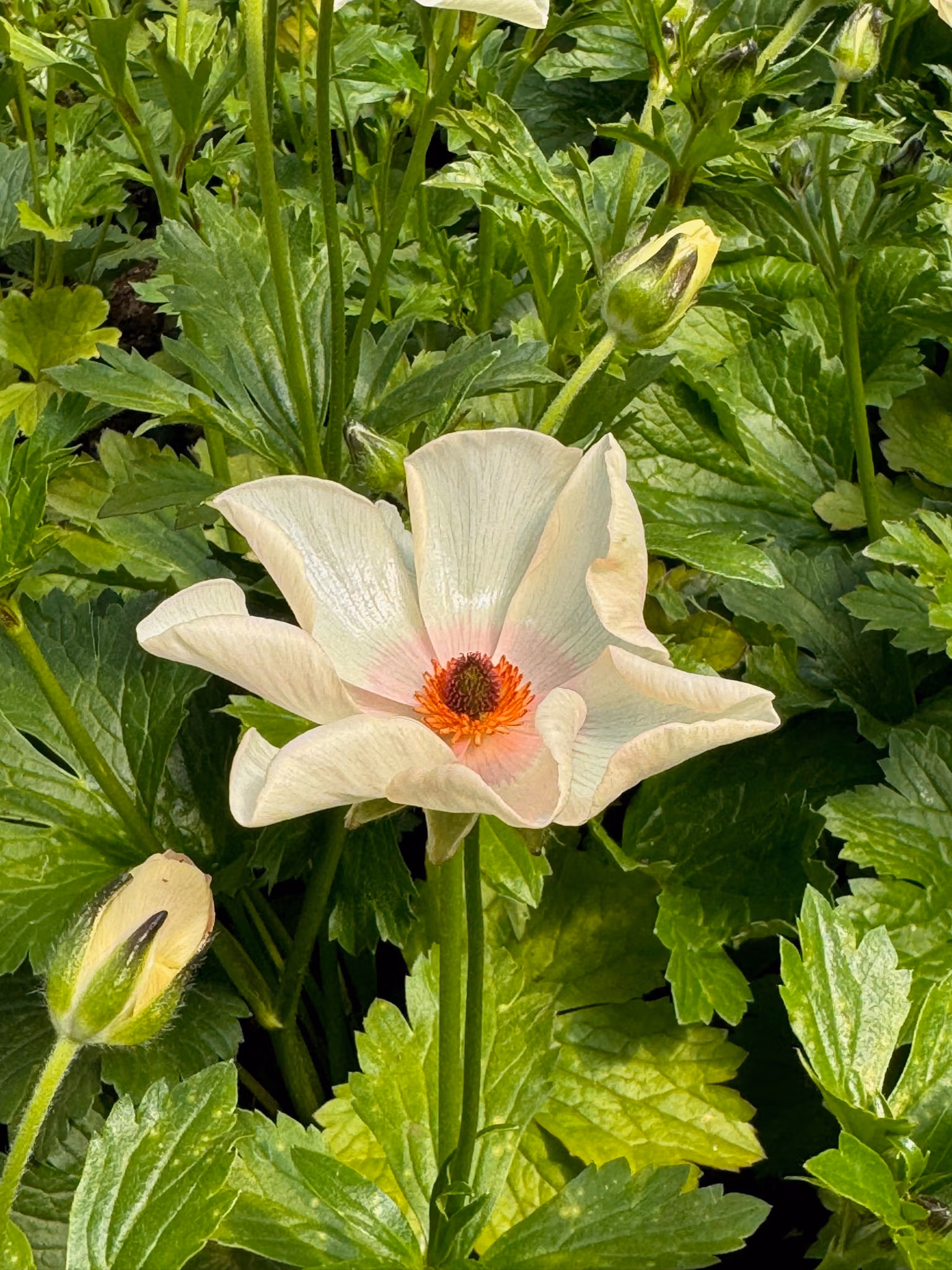 Butterfly Ranunculus Melissa - Image 6