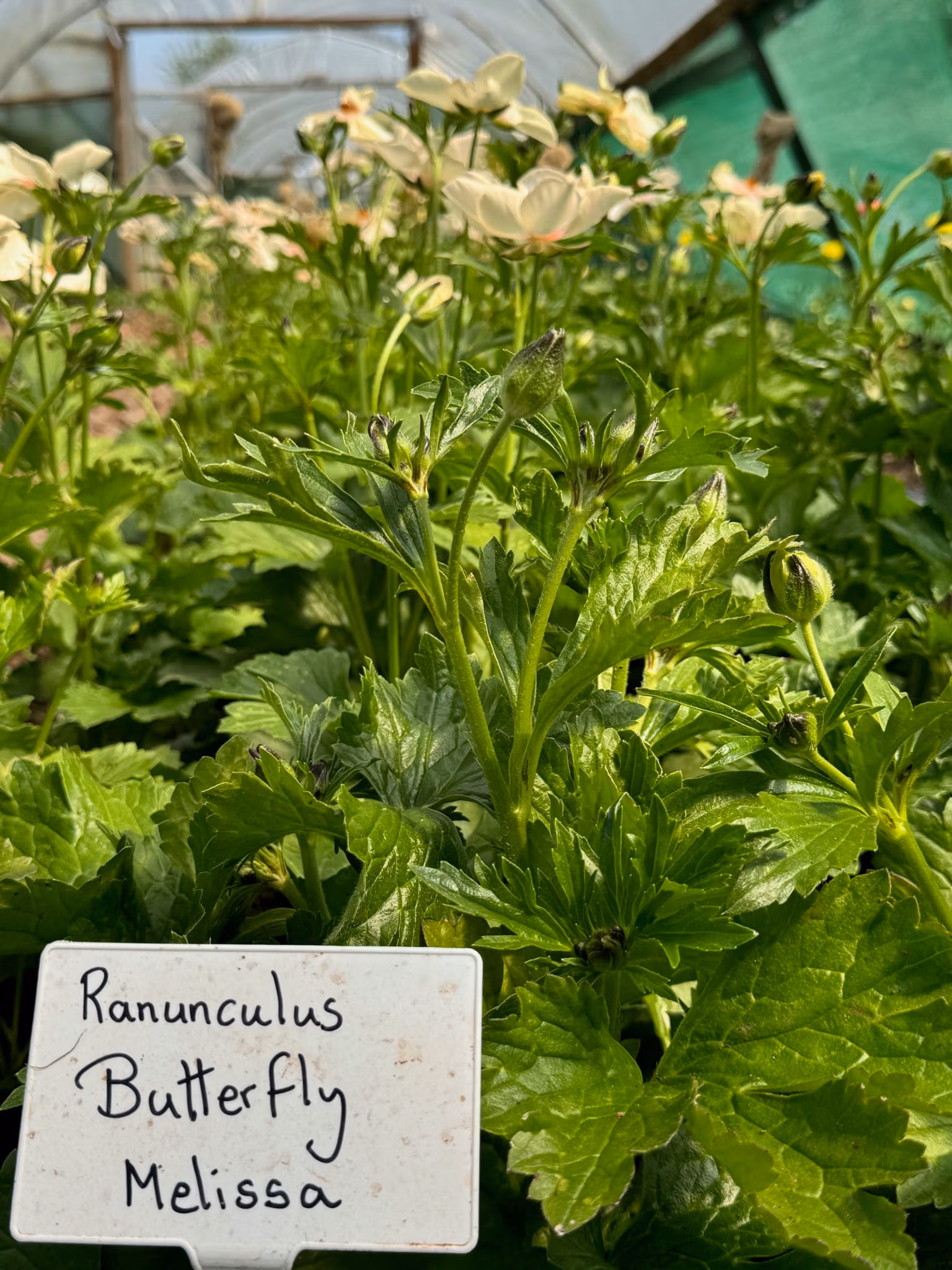 Butterfly Ranunculus Melissa - Image 4
