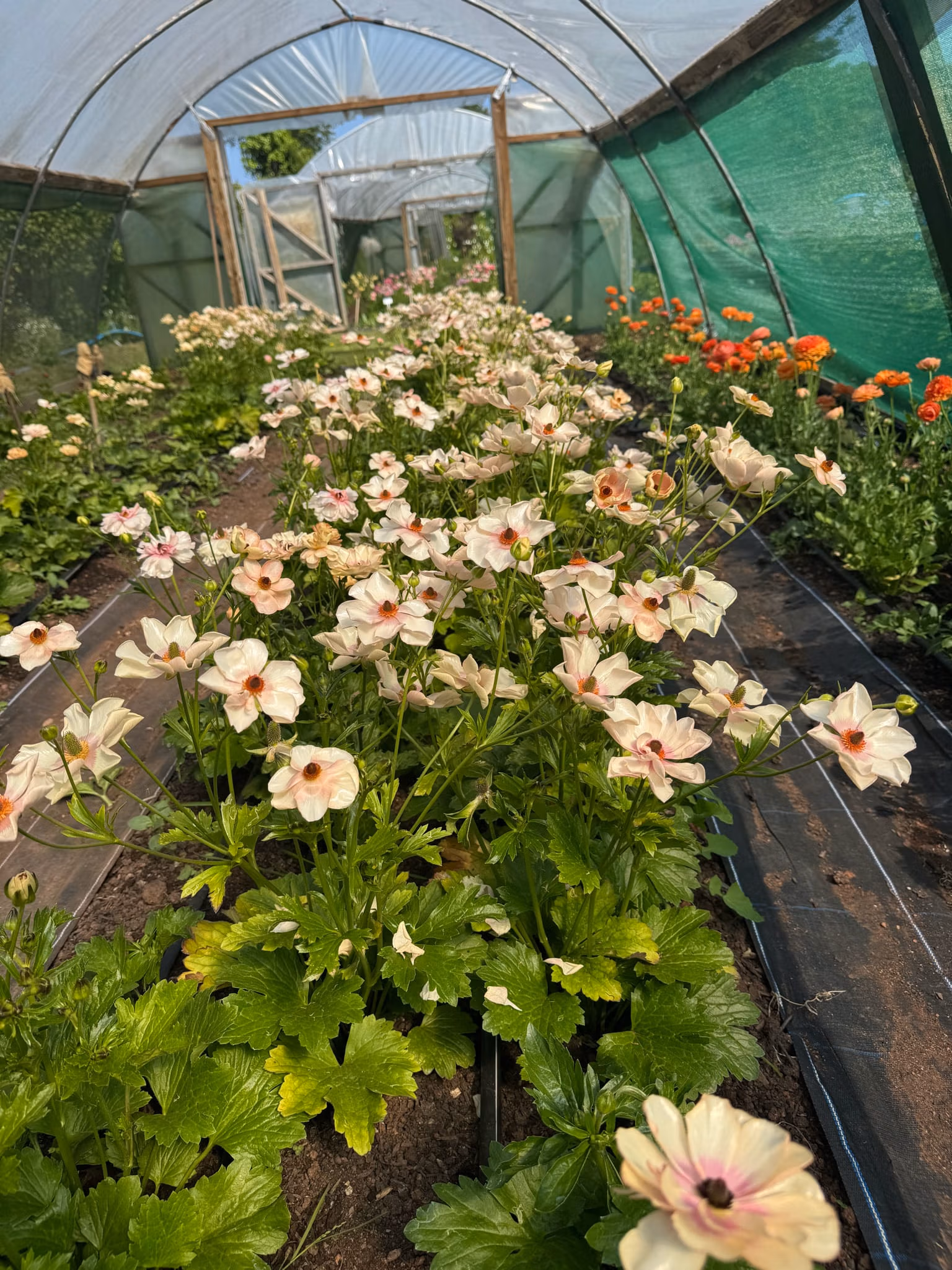 Butterfly Ranunculus Melissa - Image 5