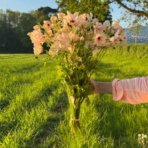 Butterfly Ranunculus Melissa