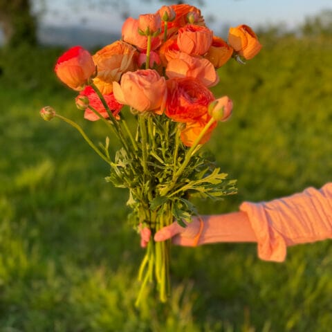 Salmon Ranunculus