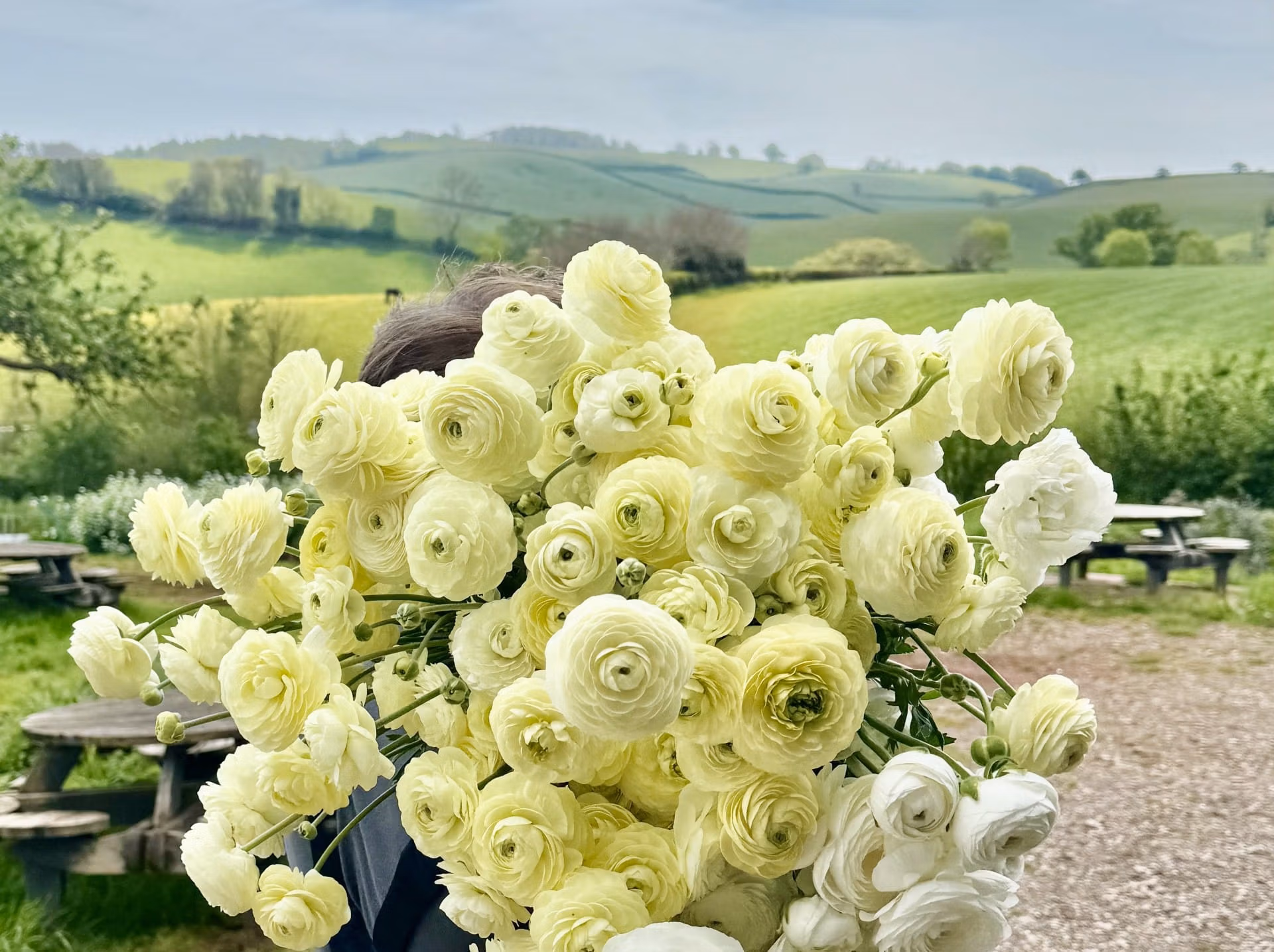 Ranunculus Plants Cream - Image 5