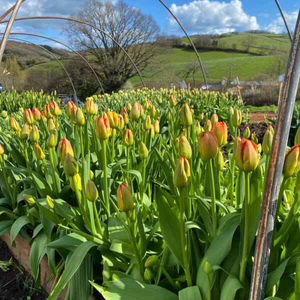 Mothers Day Tulips and Treats - 29th March 2025 (Saturday)