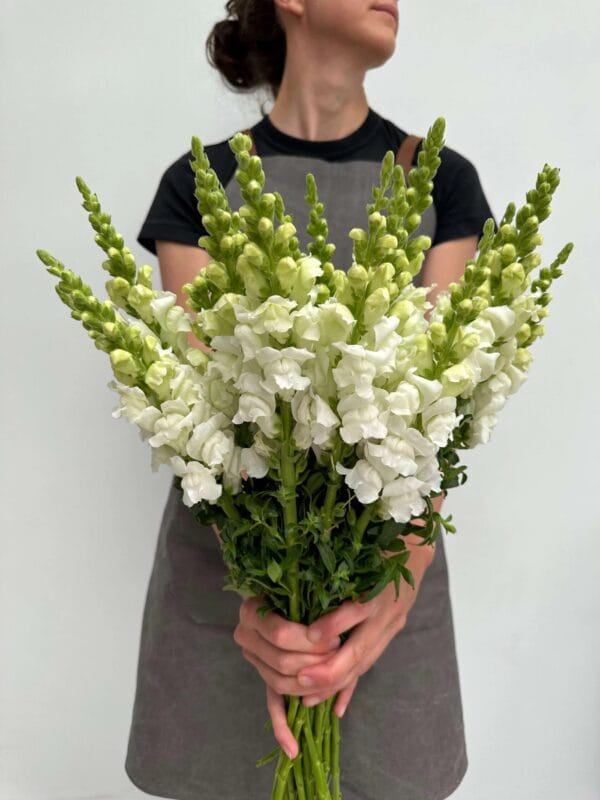 Antirrhinum Majus - Costa Summer Toulon White