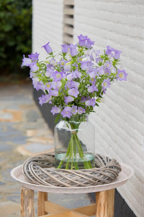 Campanula Medium - Champion Lavender