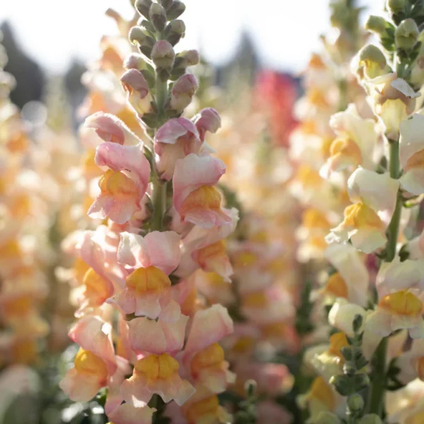 Antirrhinum Majus - Costa Summer Apricot