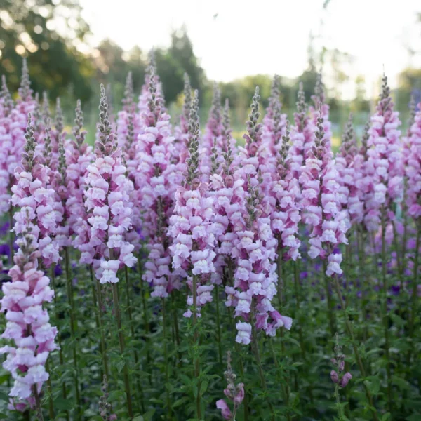 Antirrhinum Majus - Costa Summer Lavender