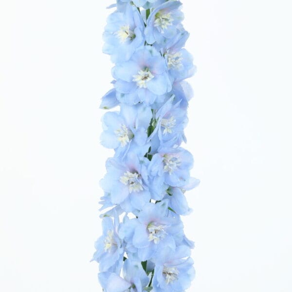 Delphinium Elatum - Candle Light Blue Shades