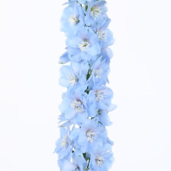 Delphinium Candle Light Blue Shades