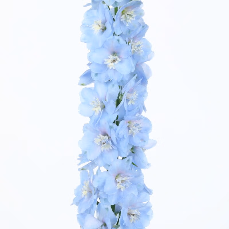Delphinium Candle Light Blue Shades