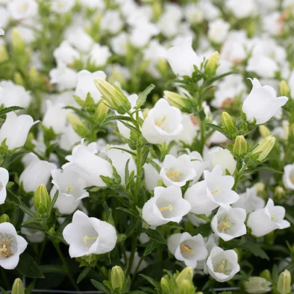 Campanula Medium - Champion White