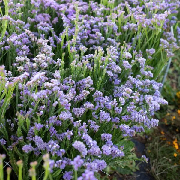 Statice - Sinuata Pale Blue