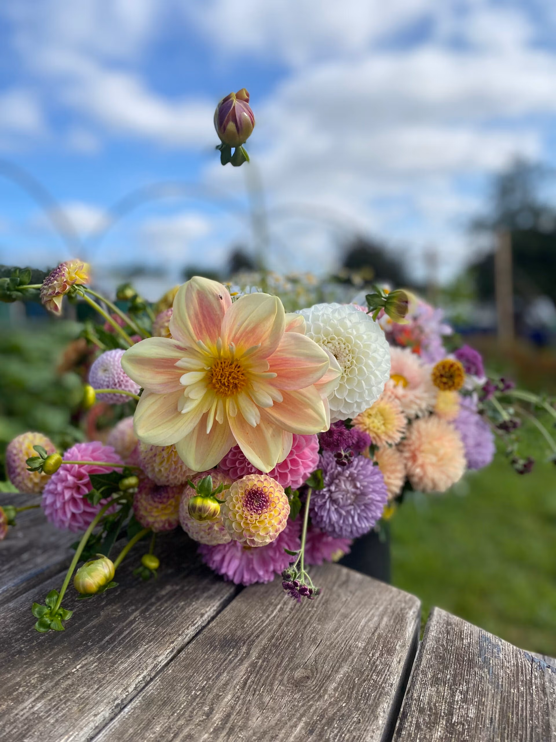 Dahlia Days Workshop 2 - Saturday 5th September 2026 10am-12pm - Image 5