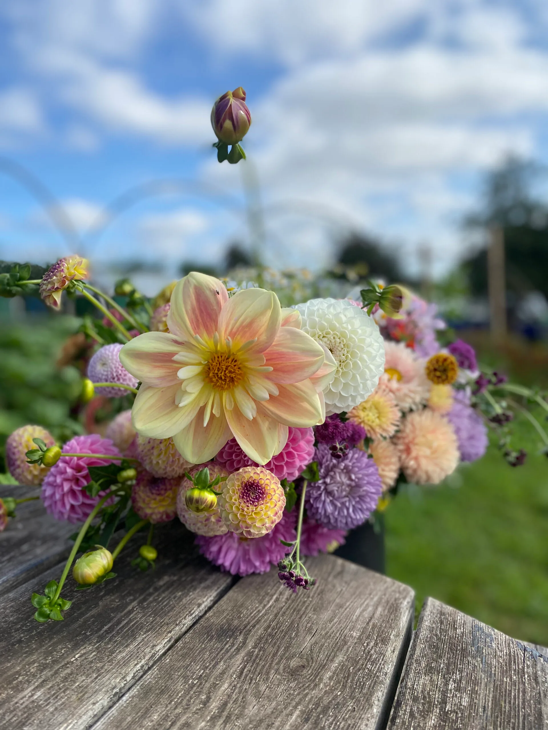 Dahlia Days Workshop - Saturday 22nd August 2026 10am-12pm - Image 5