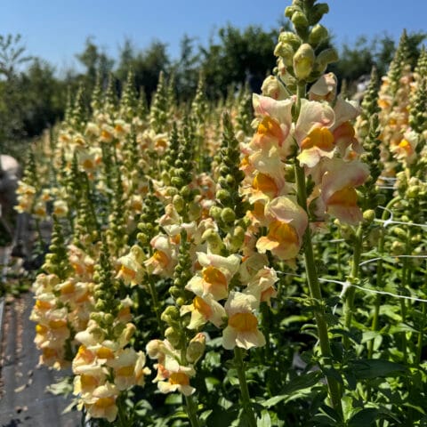 Antirrhinum Majus Toulon Apricot Bloom