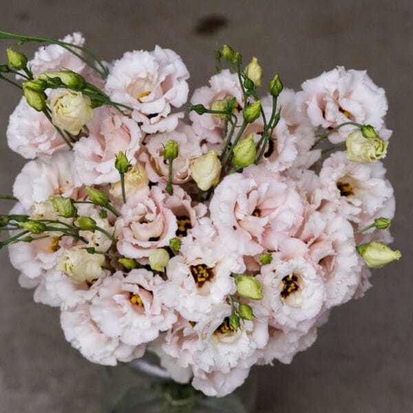 Lisianthus Grandiflorum - Corelli 2 Light Pink