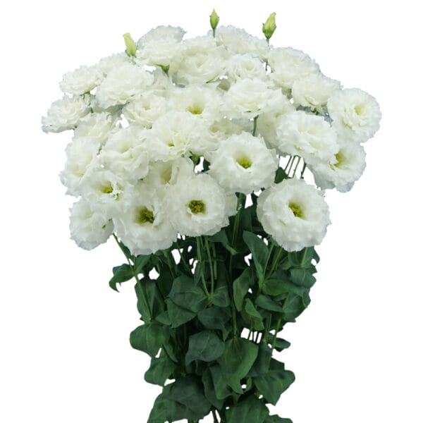 Lisianthus Grandiflorum - Chaconne 2 White