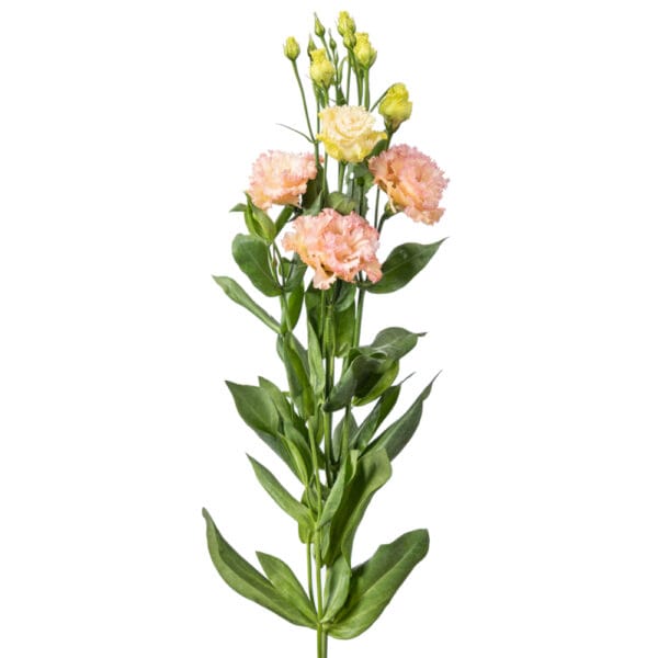 Lisianthus Grandiflorum - Celeb Feather Apricot