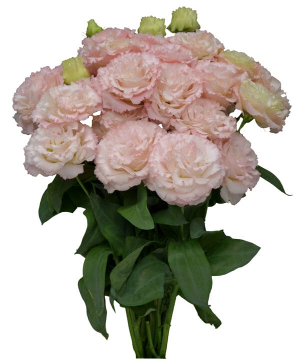 Lisianthus Grandiflorum - Chaconne Wedding Pink