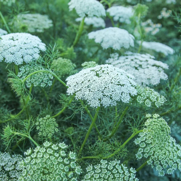 Ammi Visnaga - Green Mist