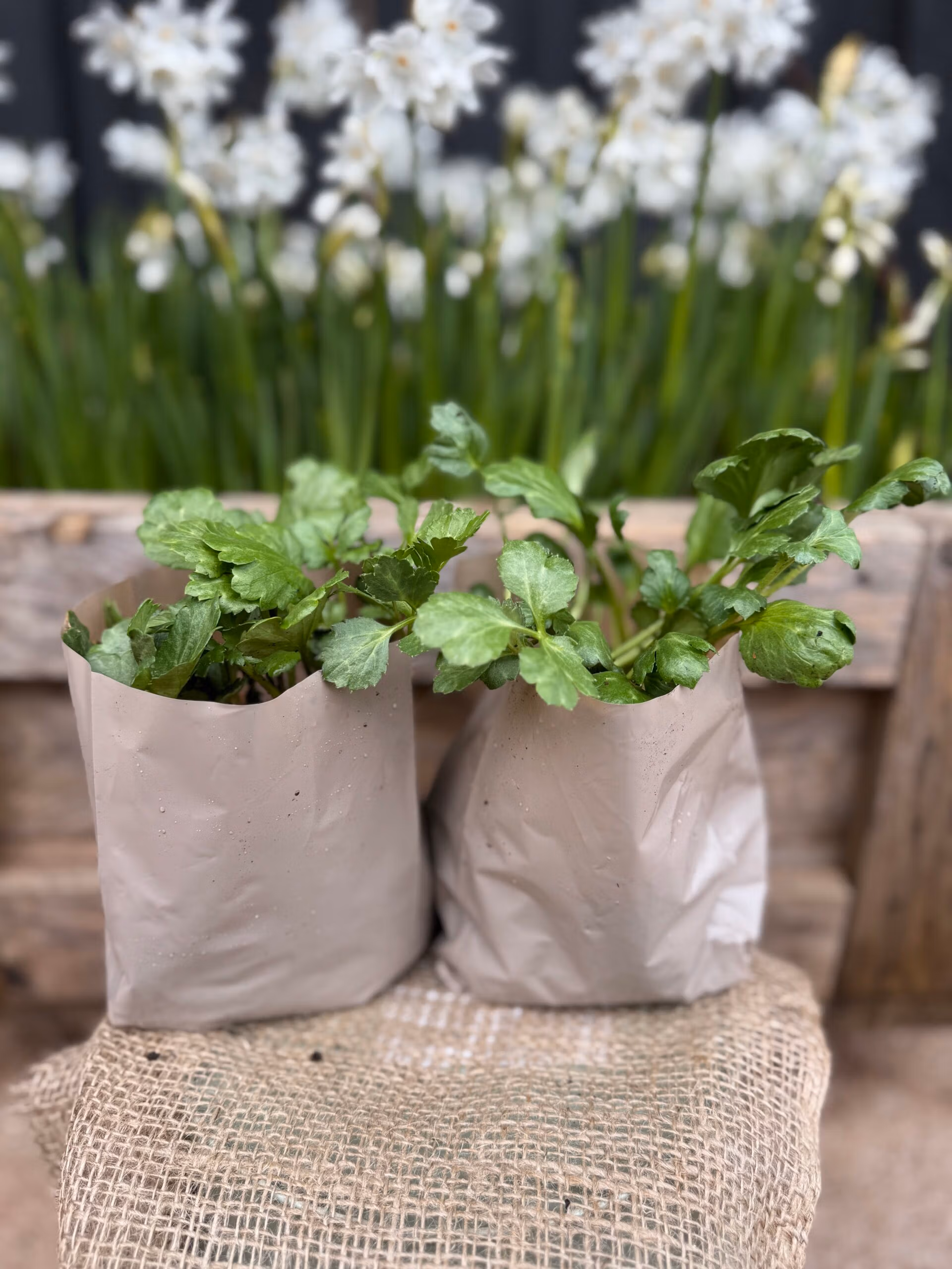 Ranunculus Plants in Hado Bags