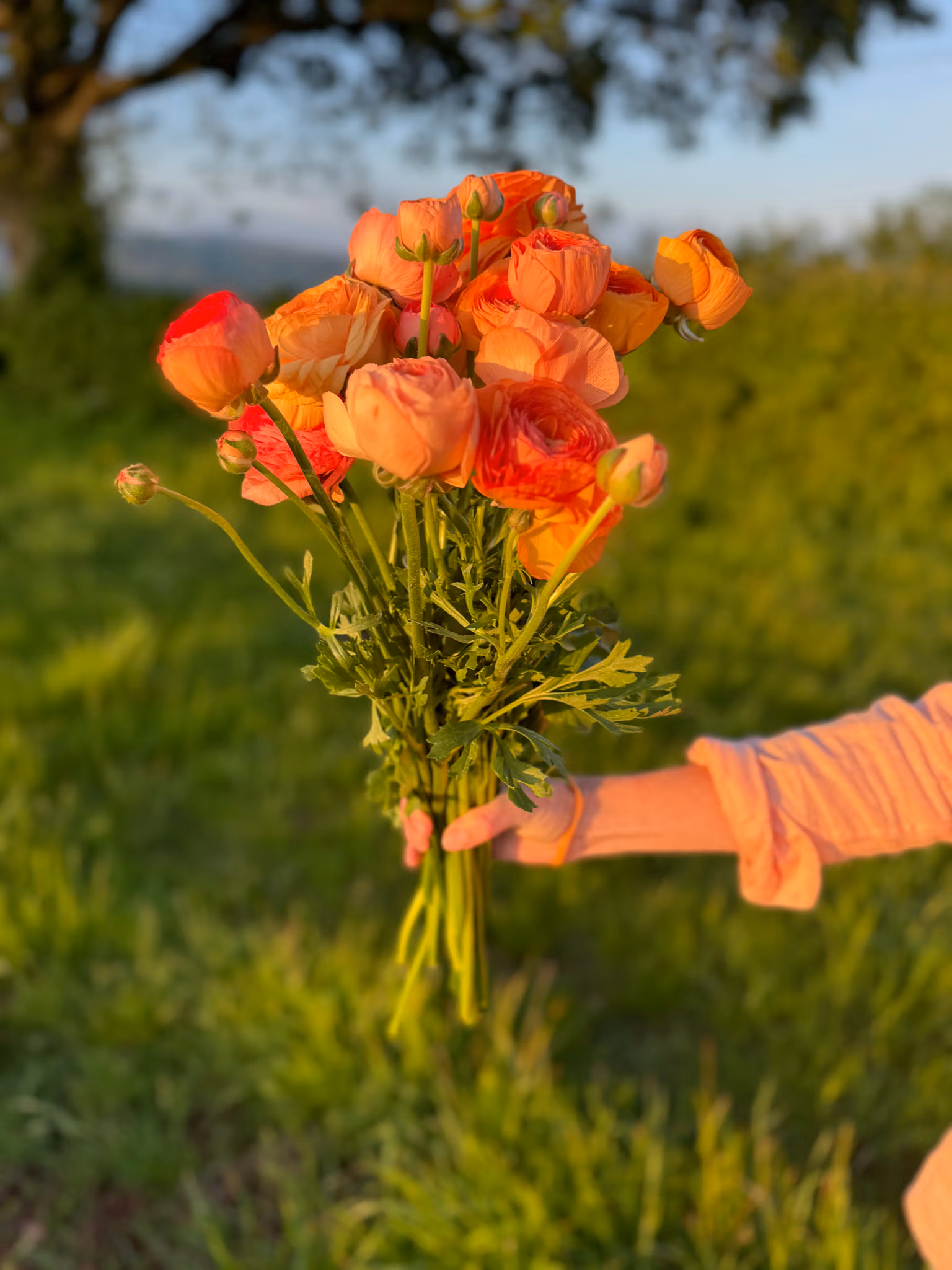 Salmon Ranunculus