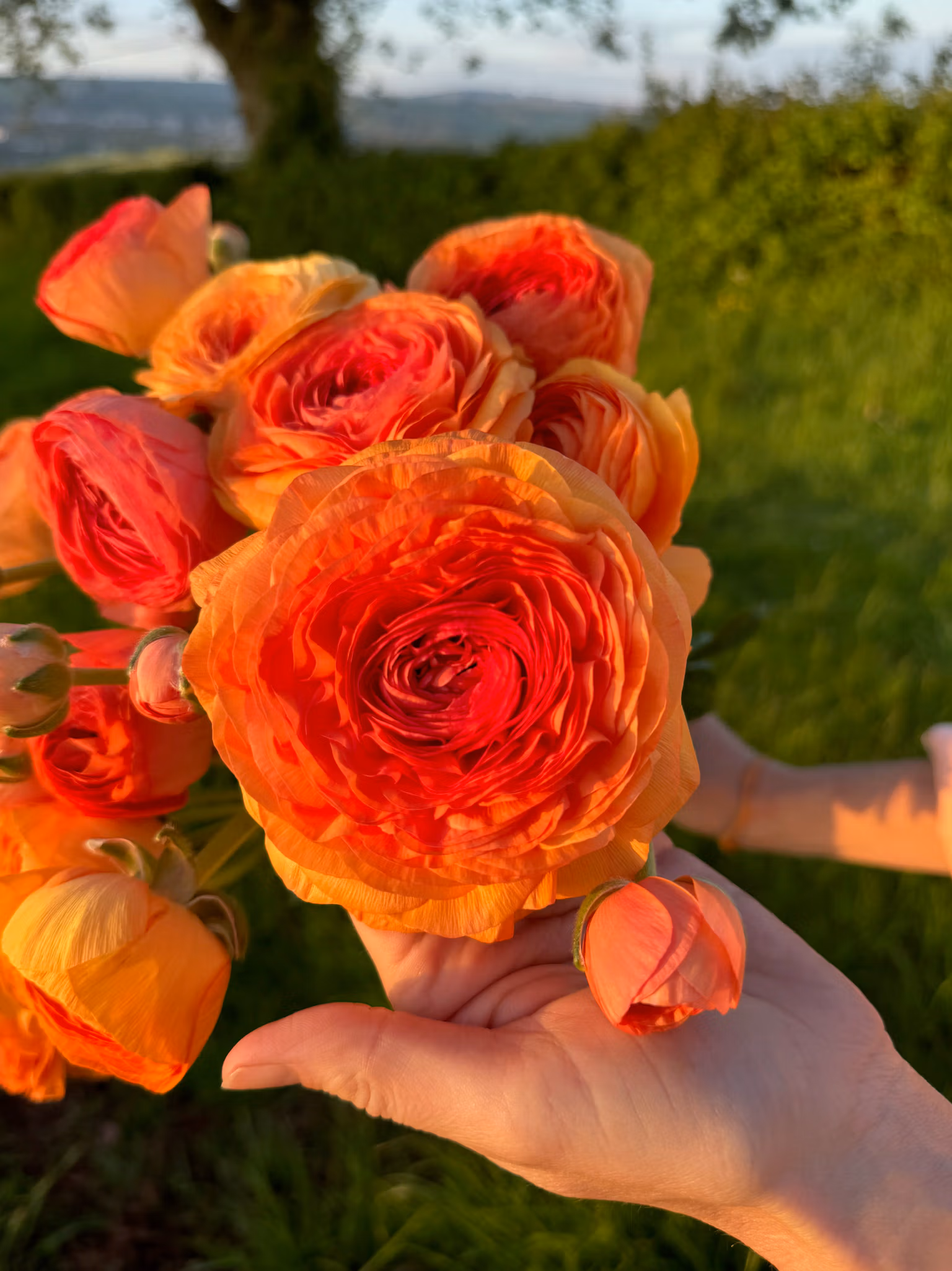 Ranunculus Amandine Salmon - Image 2