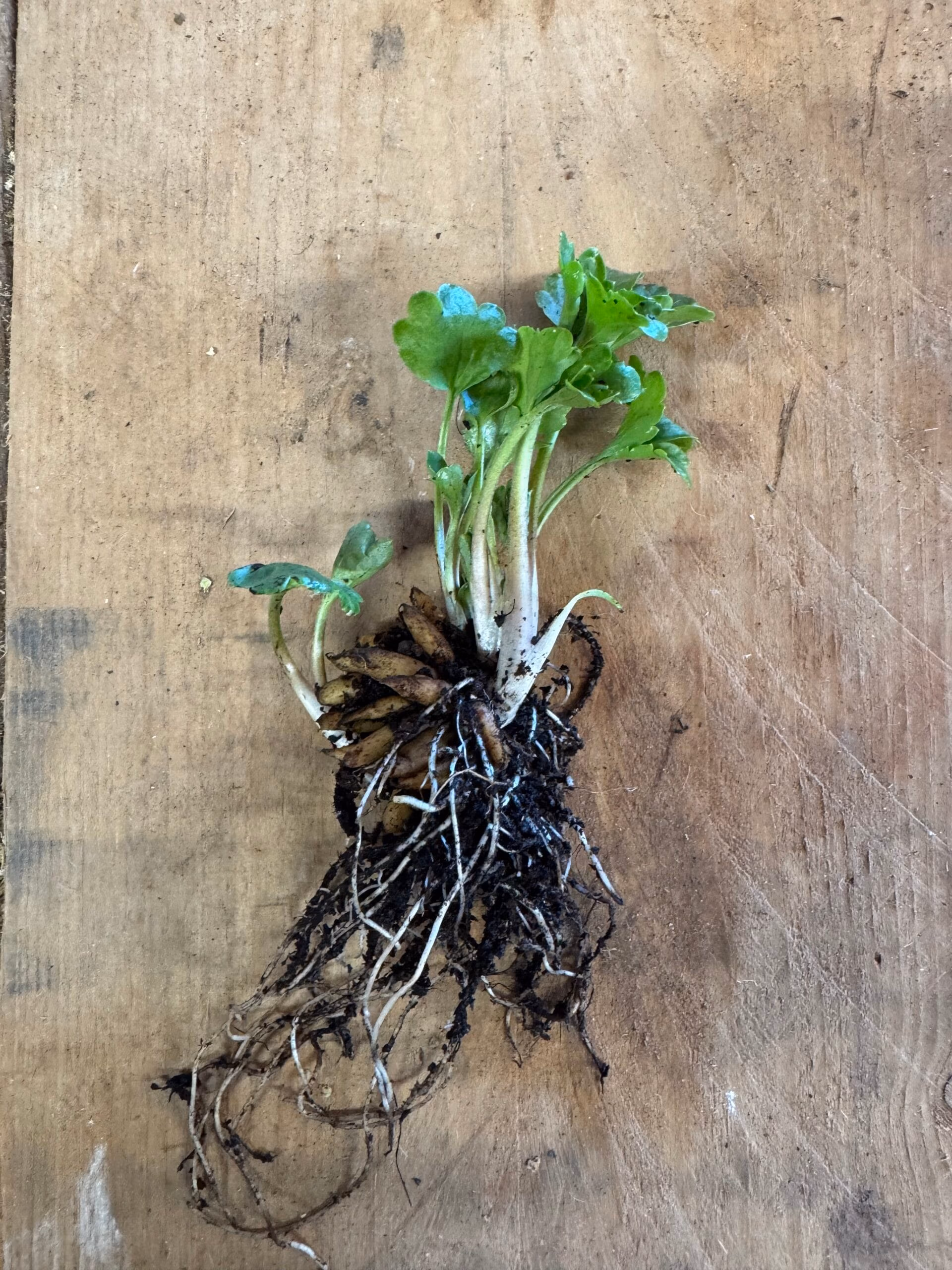 Ranunculus Plants - White - Image 3
