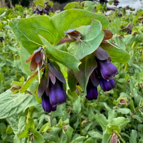 Cerinthe- Honeywort plants and blooms