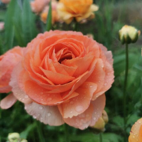 Ranunculus Champagne