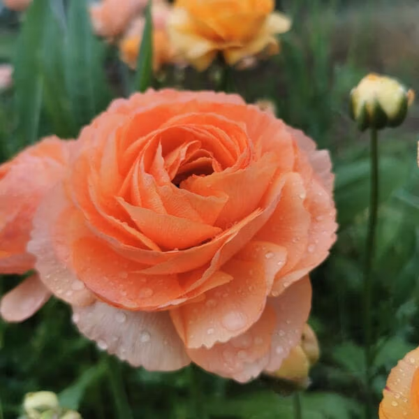Ranunculus Champagne