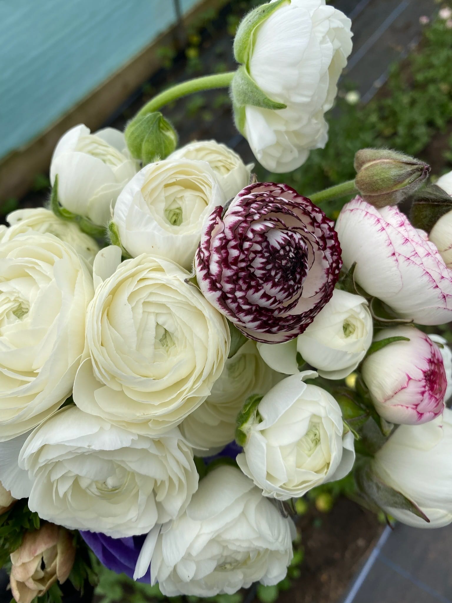 Ranunculus White - Image 2