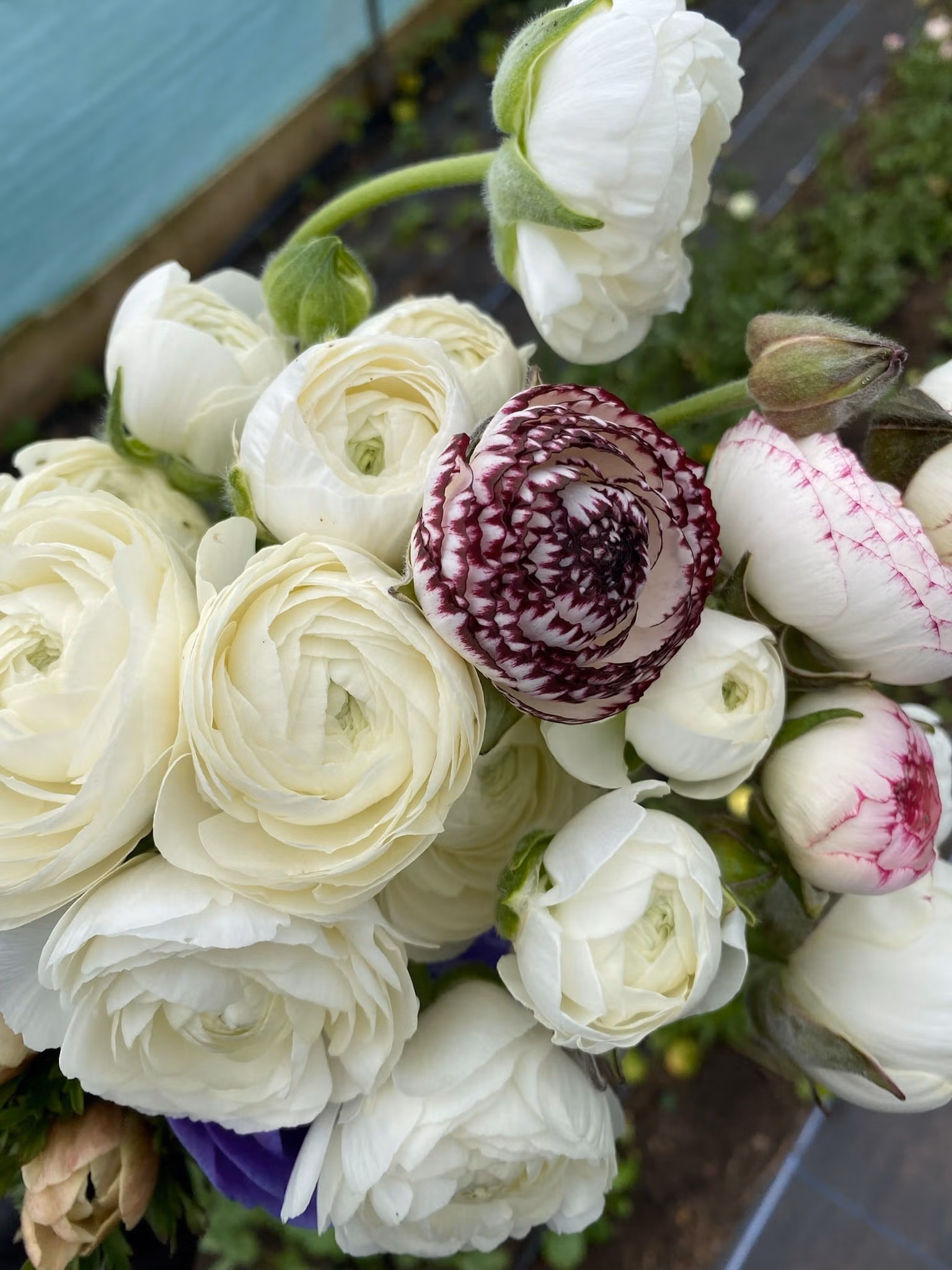 Ranunculus Plants White - Image 2