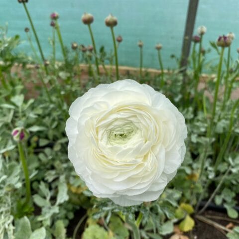 Ranunculus White