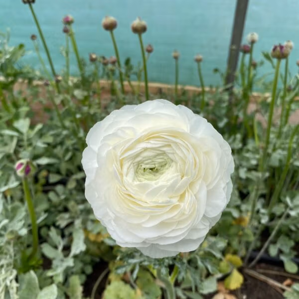 Ranunculus White