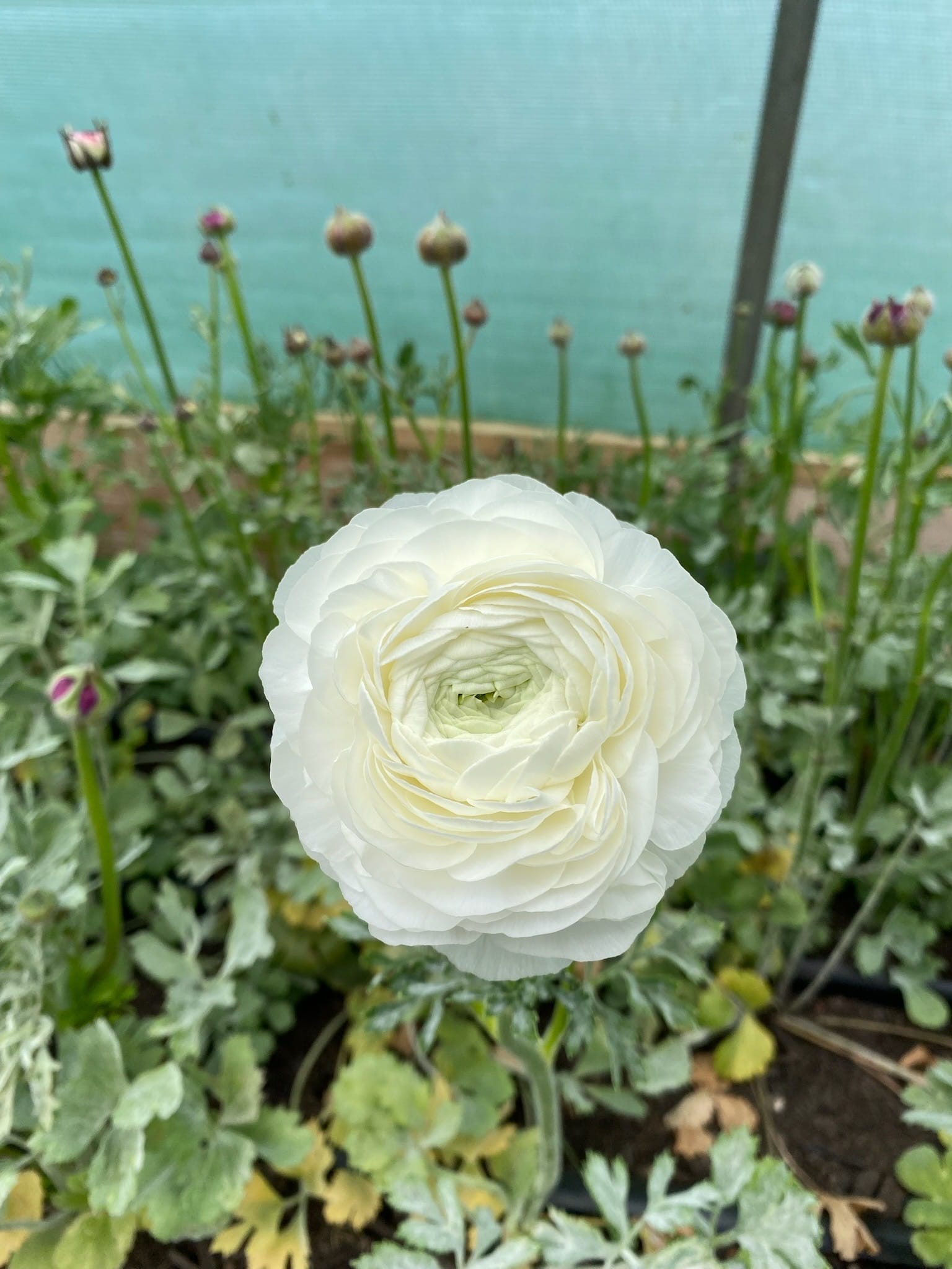 Ranunculus White