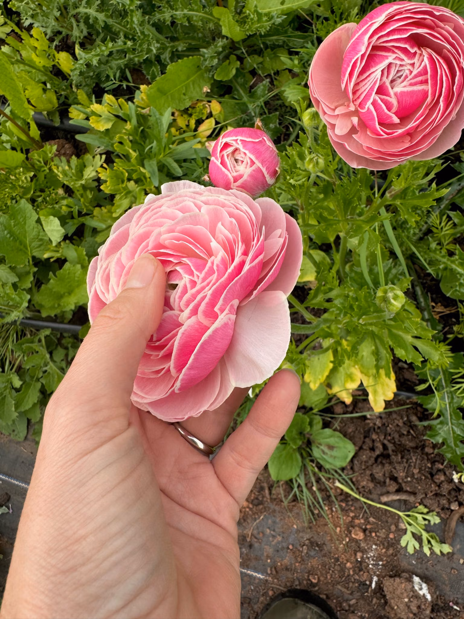 Ranunculus Amandine Porcelaine - Image 3