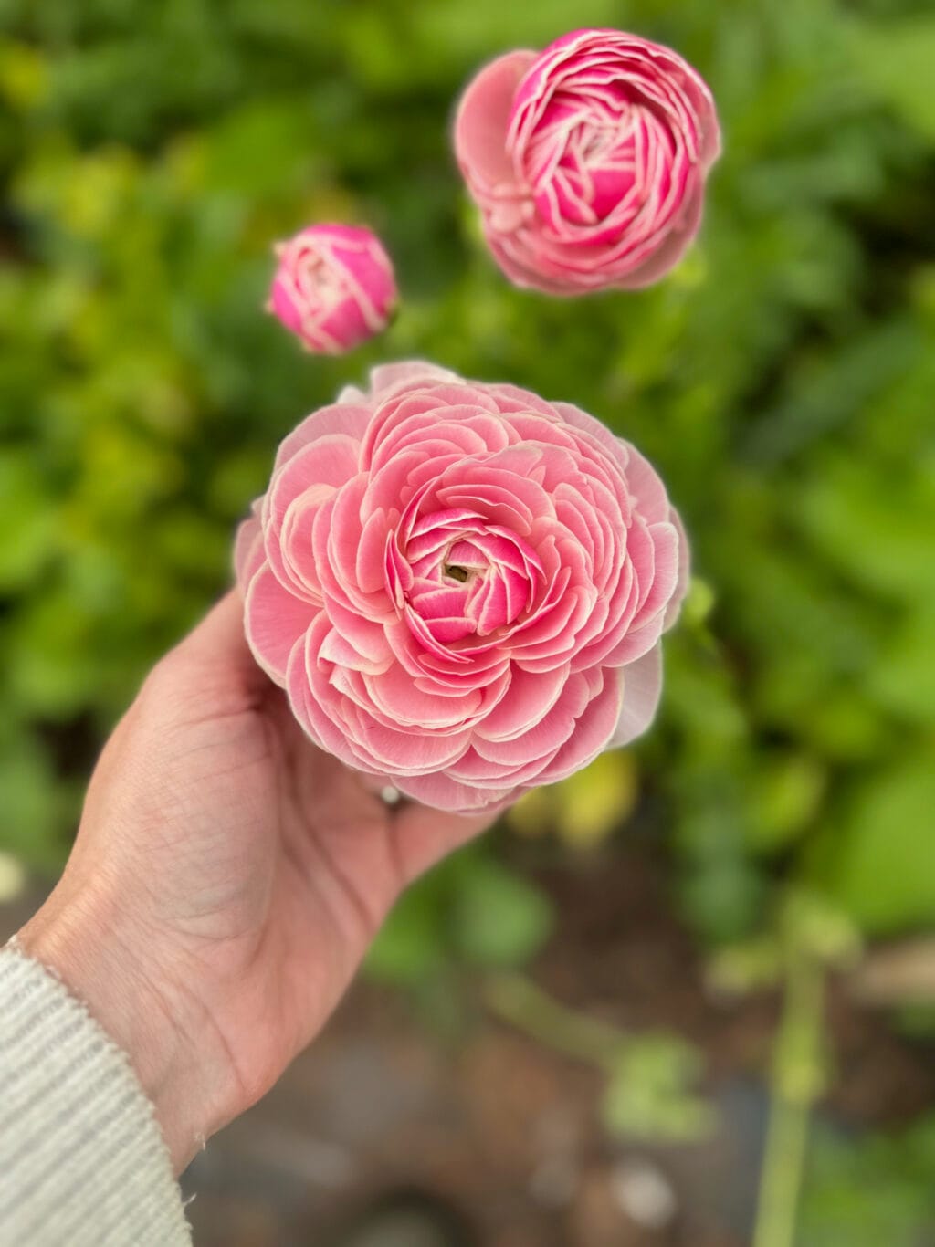 Ranunculus Porcelaine - Mix of pastel watercolored petals