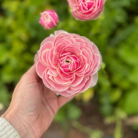 Ranunculus Porcelaine