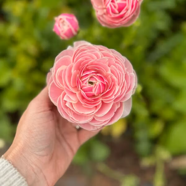Ranunculus Amandine Porcelaine