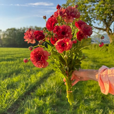 Butterfly Ranunculus