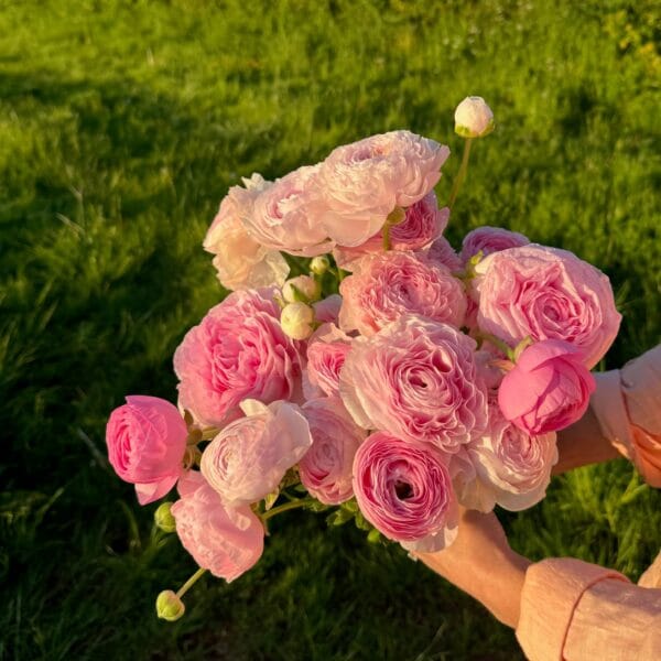 Ranunculus Amandine Marshmallow