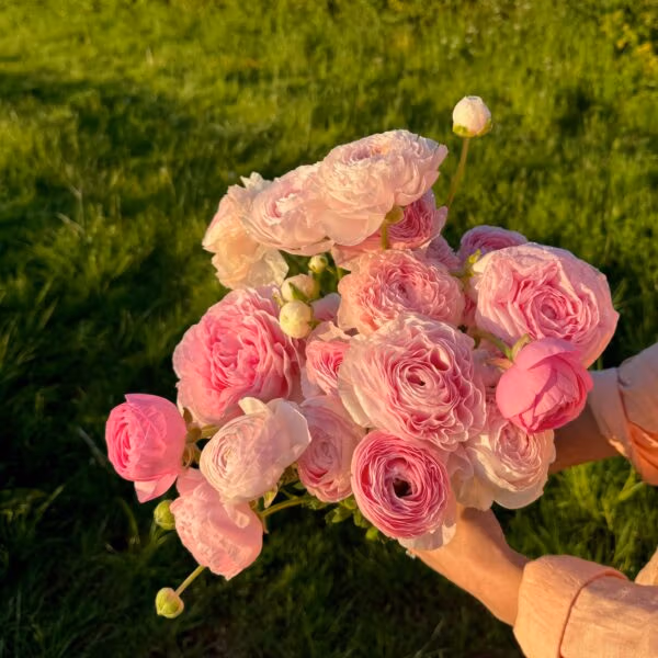Ranunculus Amandine Marshmallow