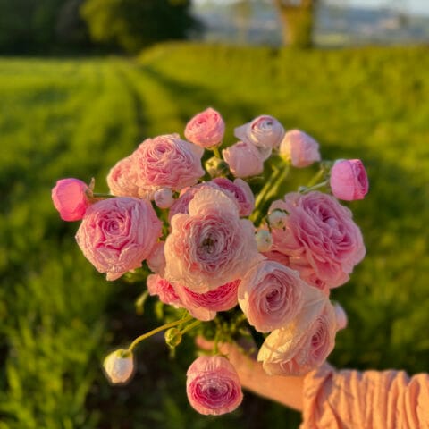 Ranunculus Marshmallow