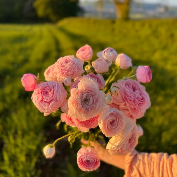 Ranunculus Pastel