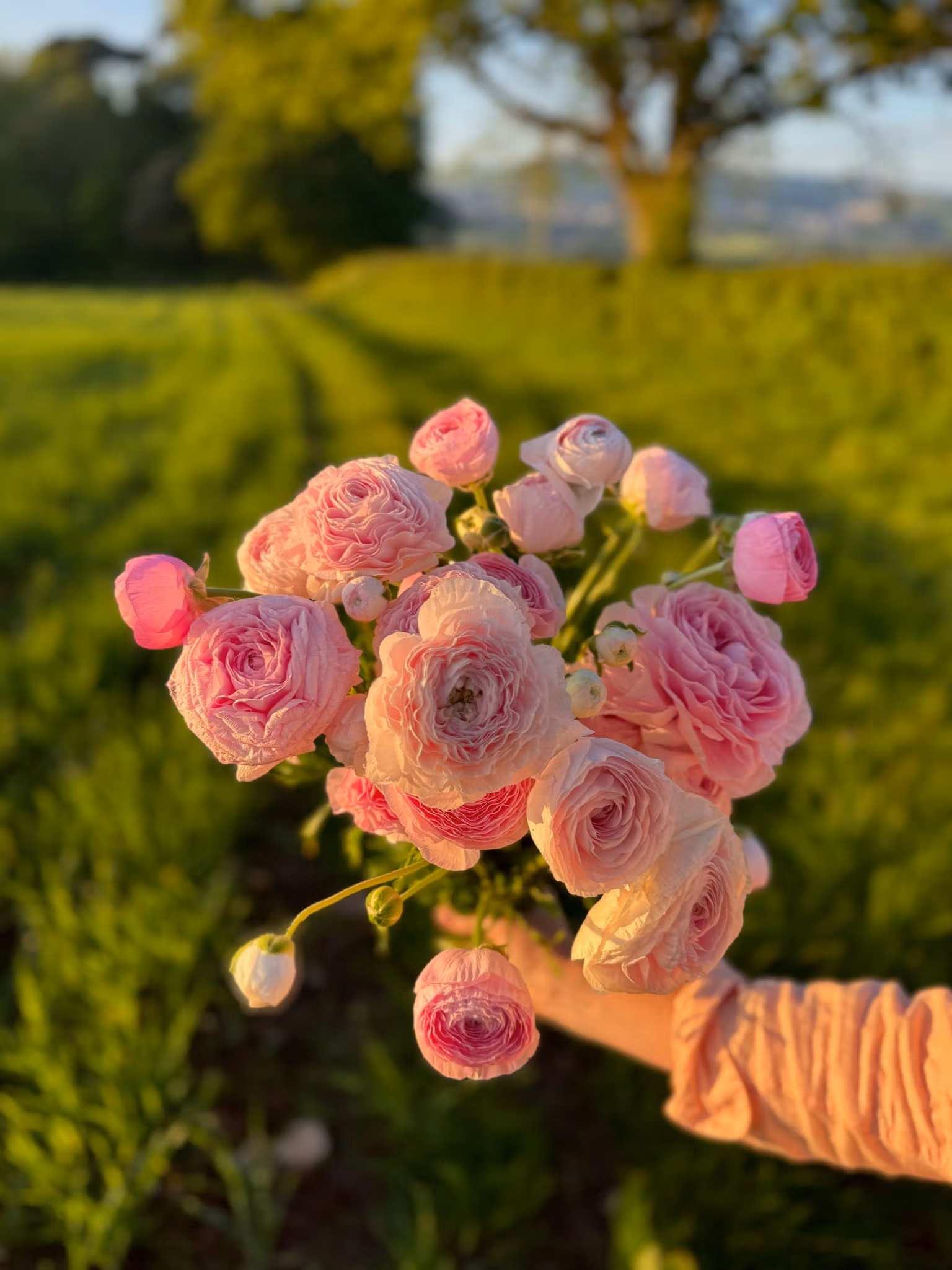 Ranunculus Pastel